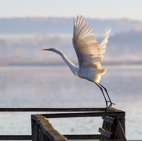 Stor häger - fågel på väg att flyga - foto pixabay