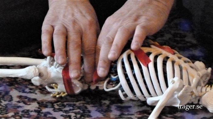 Trager anatomi hand_700x393